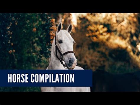 horse cumpilation|Horse cumpilation .